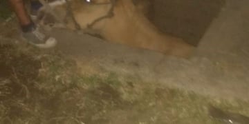 Caballo se cayó en un pozo en Villa del Rosario