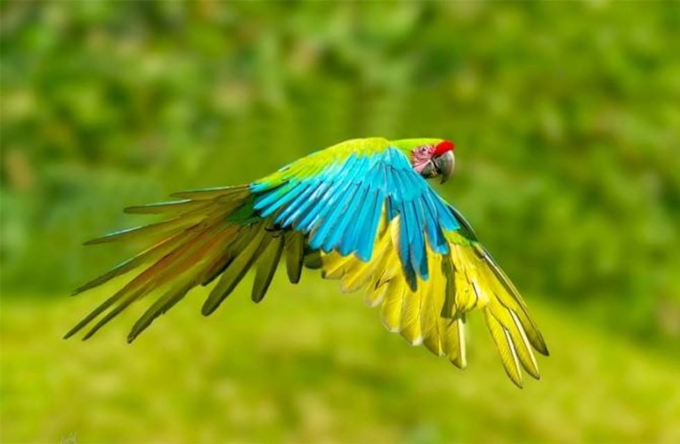 Salvador Mazza: piden a los habitantes respetar los Guacamayos