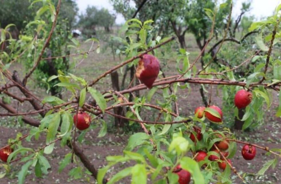 Ciruelas y duraznos, los frutales mas afectados por el granizo en General Alvear