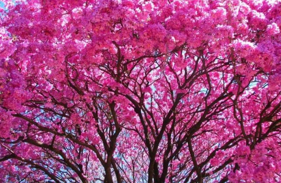 Plantaron 500 lapachos en el Cerro San Bernardo