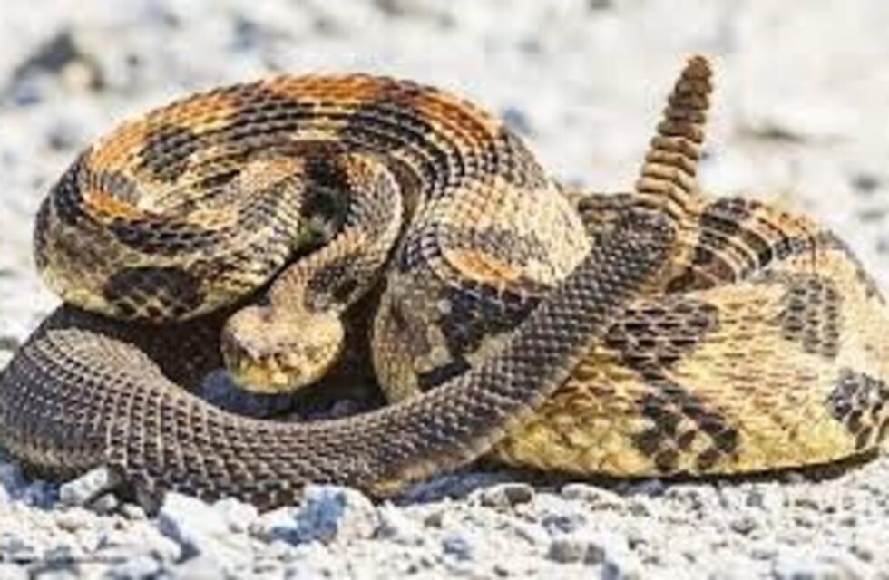 Rescatan una serpiente "cascabel" y la liberan en su hábitat natural