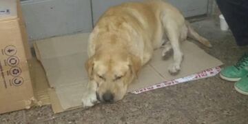 Toto espera a su dueño quien falleció hace semanas en el hospital Pablo Soria