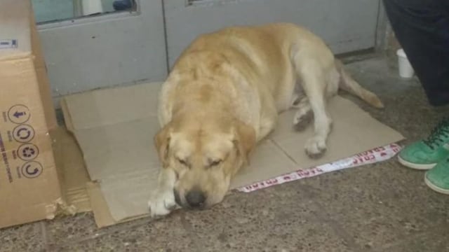 Toto espera a su dueño quien falleció hace semanas en el hospital Pablo Soria