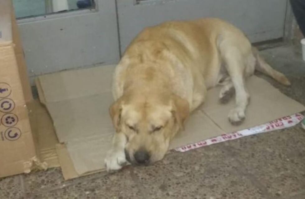 Un compañero fiel: su dueño murió y Toto lo espera en la puerta del hospital