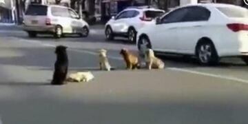 Los perros callejeros que se negaron a abandonar a un \