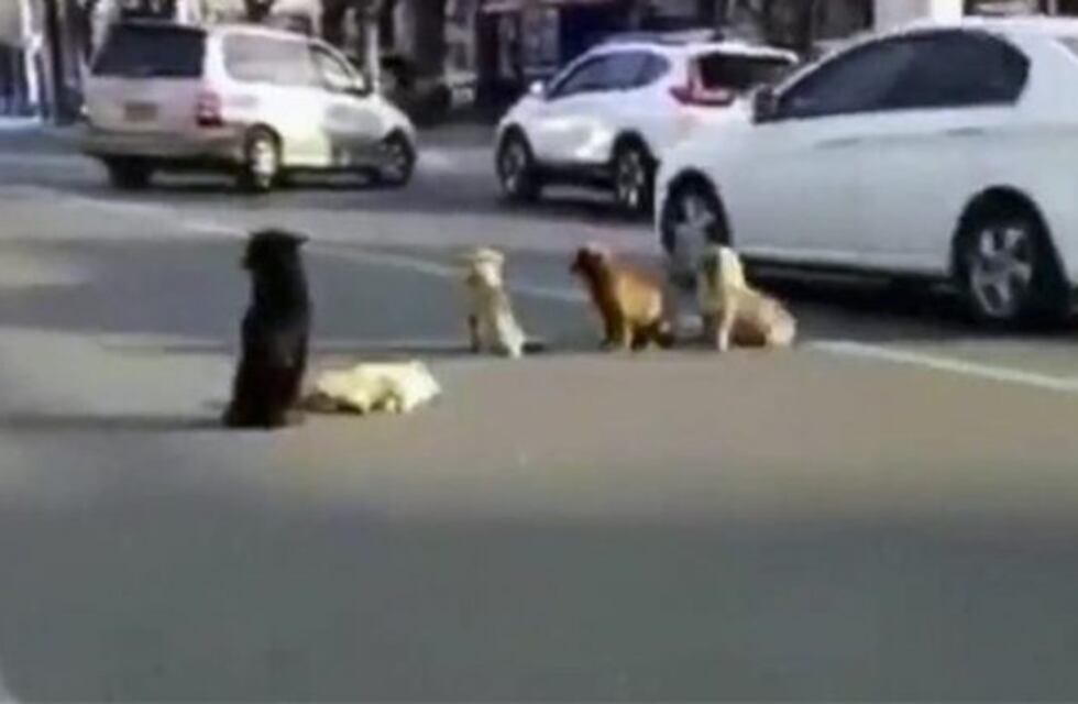 Se negaron a dejar a su "compañero" que estaba muerto en la calle