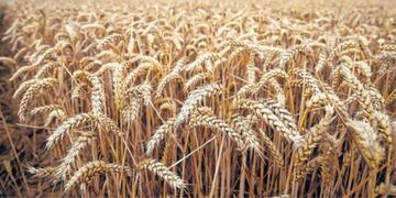 Buena campaña en la producción de trigo