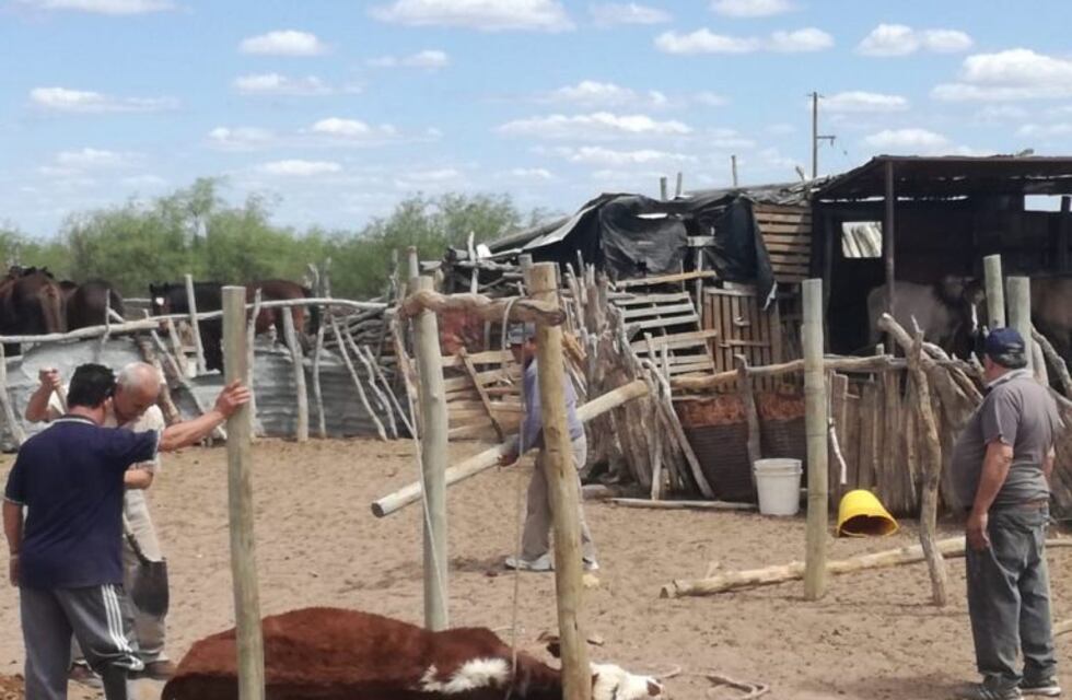 Mendoza: por la sequía murieron entre 500 y 750 animales en Santa Rosa