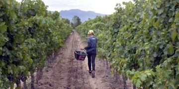 Declararon emergencia agropecuaria en General Alvear