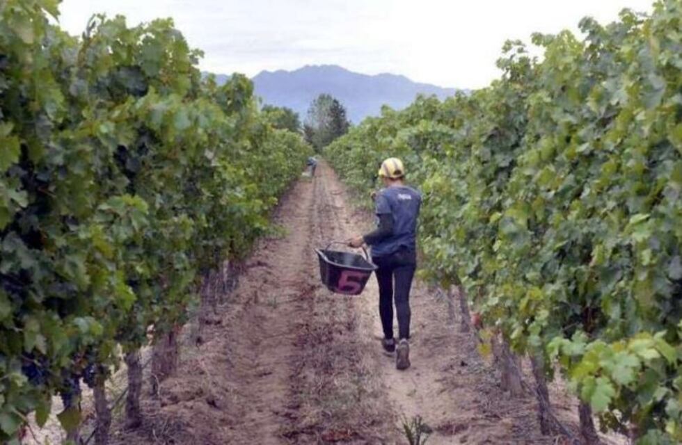 Declararon emergencia agropecuaria en General Alvear