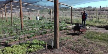 Cultivo bajo cubierta en barrios de Posadas\u002E