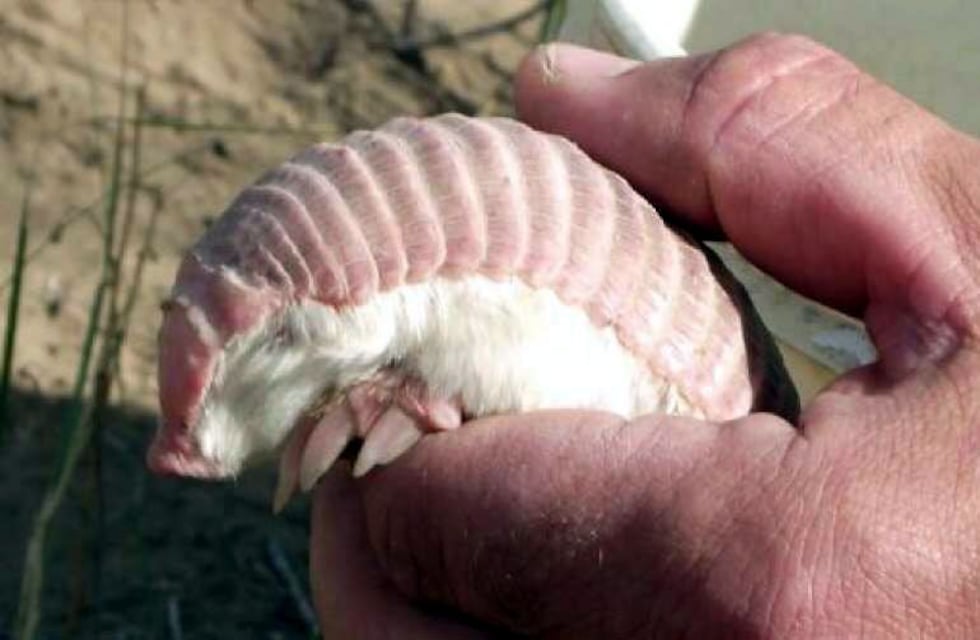 Cuál es la especie mamífera en amenaza de extinción y más buscada por los cazadores furtivos en Mendoza