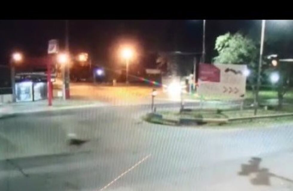 Ciervo aterrado porque lo perseguían en moto rompió una vidriera y entró a un local