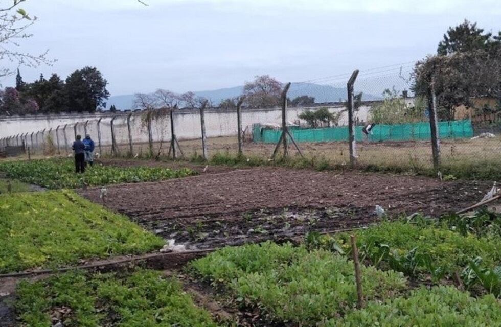 Reclusos de Villa Urquiza producen papas en la cárcel