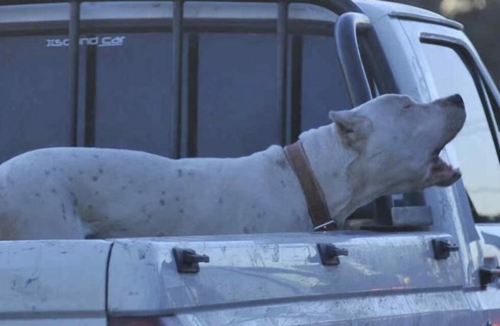 Una nena fue atacada por un dogo