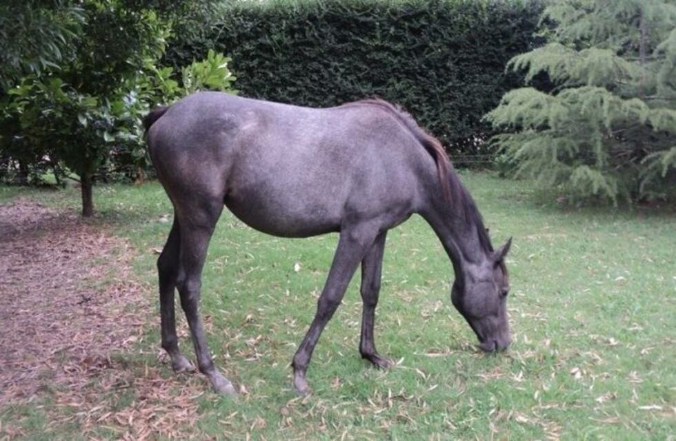 La Plata: denuncian robos de caballos para faenarlos