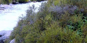 Alga tóxica en Tunuyán