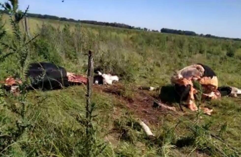 Entraron a un campo y faenaron dos vacas en Olavarría