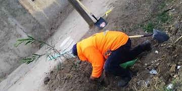 Forestación en San Rafael