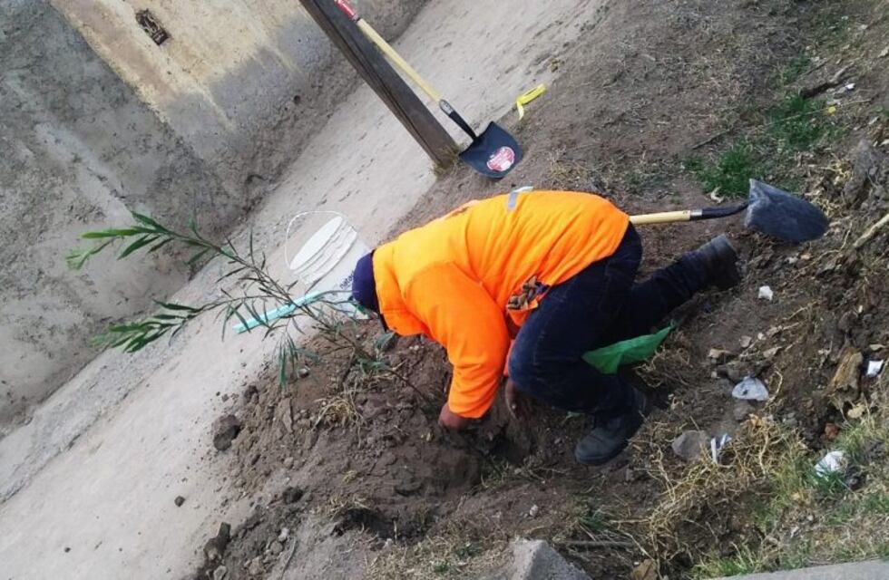 Plan de forestación: renuevan 400 ejemplares en Ciudad
