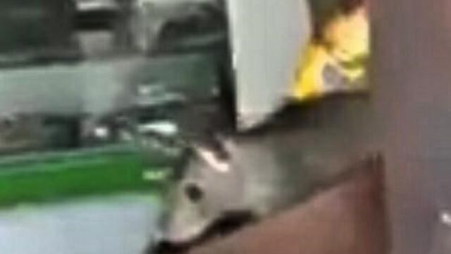 Un peatu00f3n logru00f3 captar los movimientos de una rata dentro de una carniceru00eda santafesina.