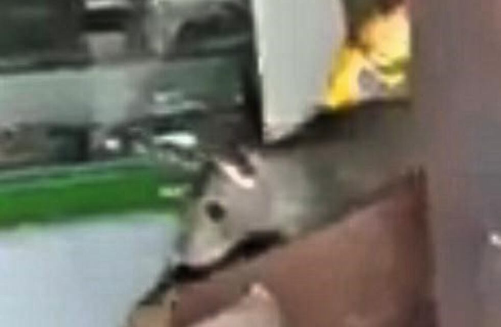 Grabaron los movimientos de una rata entre los estantes de una carnicería santafesina