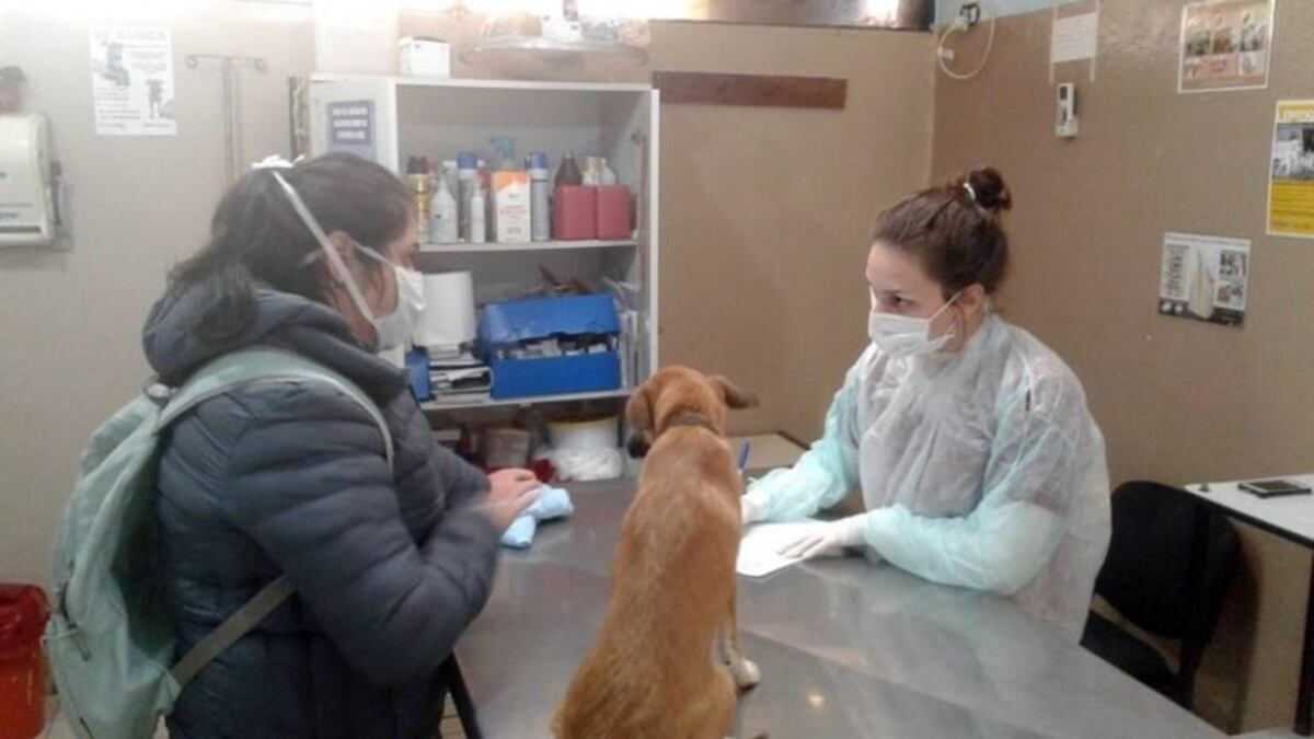 Atención de mascotas en Posadas