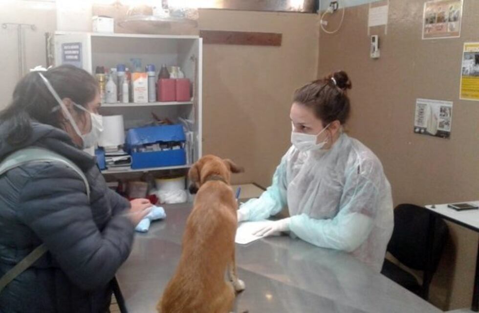 Otorgan turnos para castración y vacunación de mascotas en el IMuSA