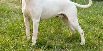 Un dogo atacó a sus dueños