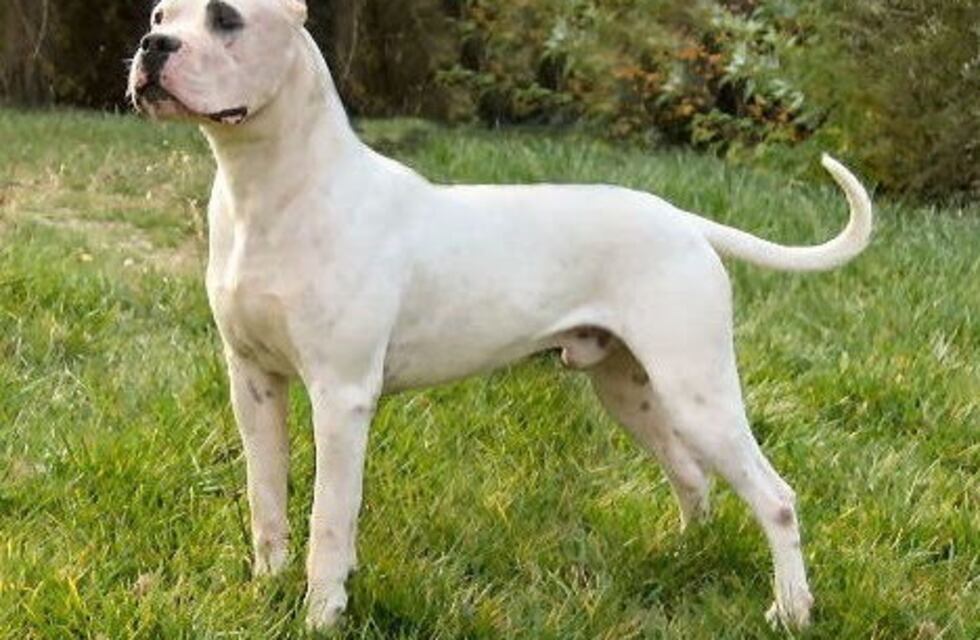 Un dogo fue sacrificado luego de atacar a sus dueños