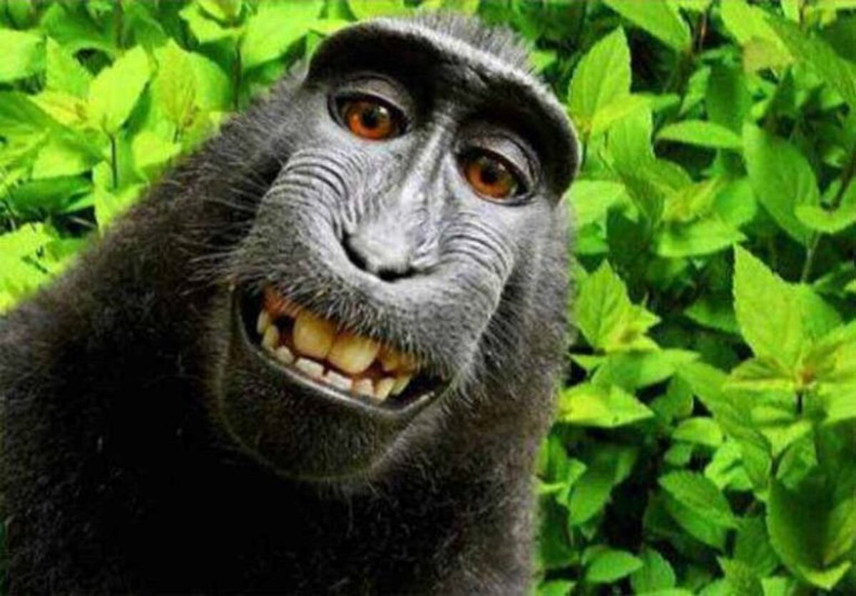 La selfie del mono que generó un conflicto judicial