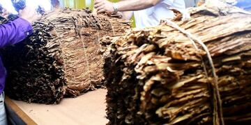 Acopio de tabaco\u002E Alem, Mnes