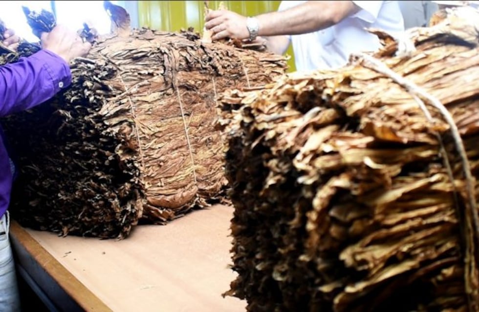 La provincia gestionó $100 millones para el sector tabacalero en lo que va del año