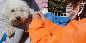 Más de 5 mil perros y gatos fueron vacunados durante el mes de julio en Carlos Paz\u002E (Foto: prensa municipal)\u002E