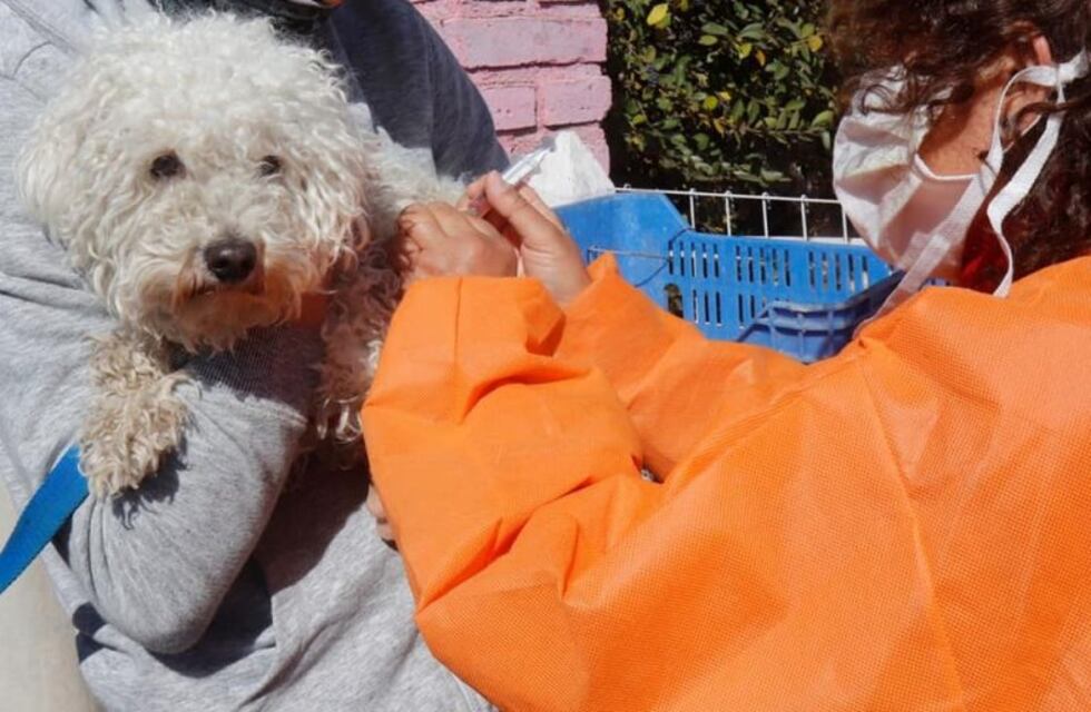 Más de 5 mil perros y gatos ya fueron vacunados durante julio en Carlos Paz