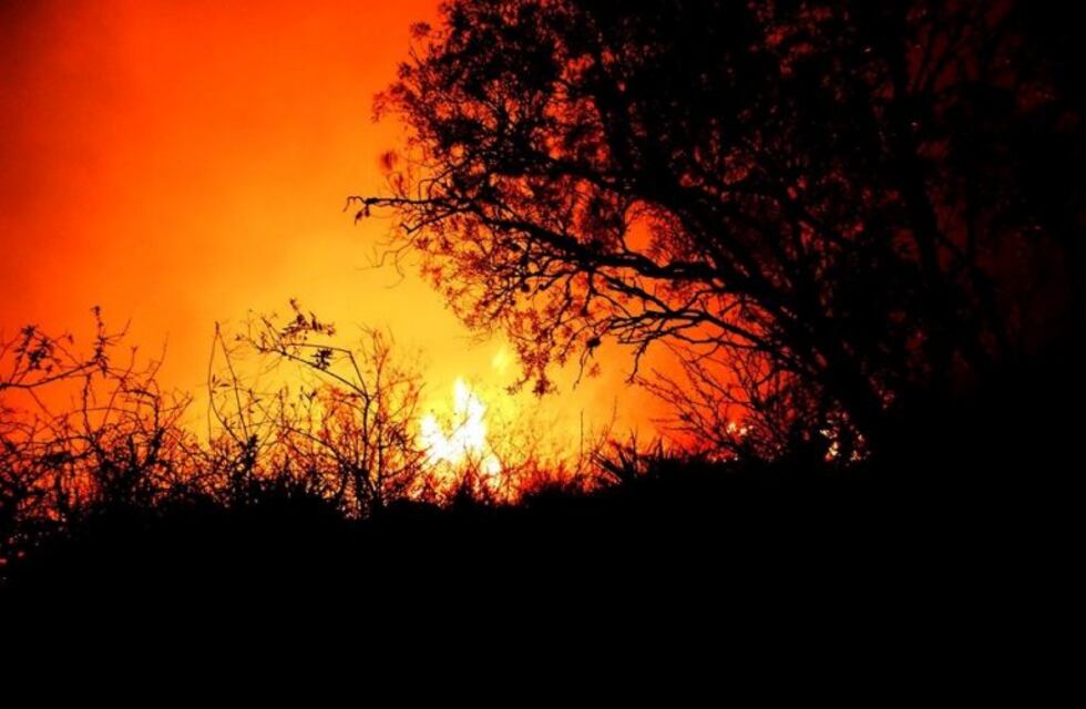 Se podría haber evitado: el pino que provocó el incendio habría sido denunciado ante EPEC