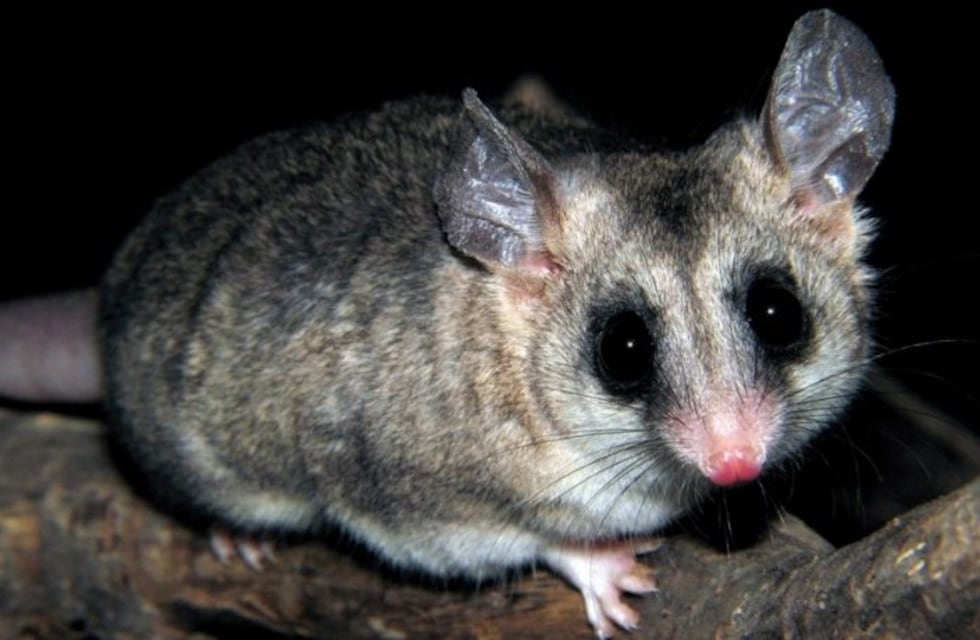 La Granja: encontraron un ejemplar del Yaca del Norte