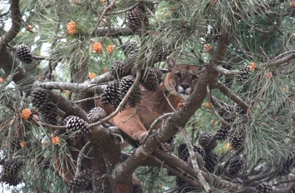 Tras más de cinco horas, capturaron al puma en Ostende