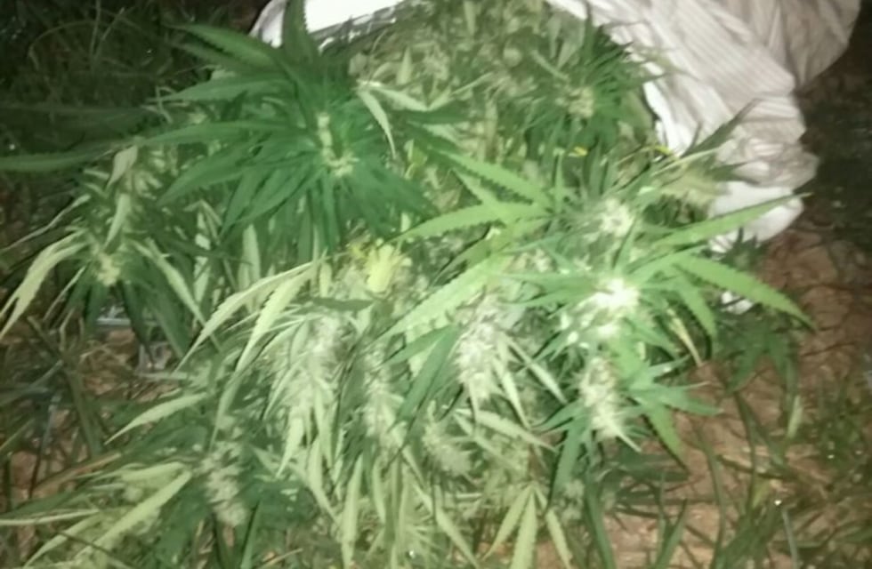 Detuvieron a un motociclista que circulaba con 27 plantas de marihuana