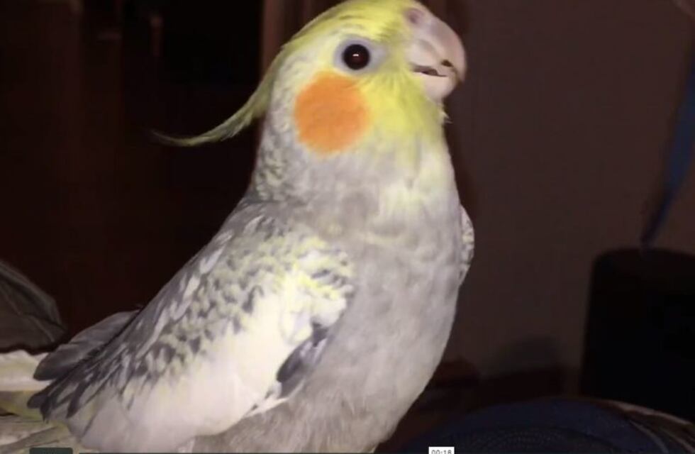 La cacatúa que canta el tono del Iphone cada vez que se enoja