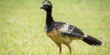 Mutum de penacho que vuelve a repoblar la fauna del Iberá donado por Itaipú\u002E (Itaipú)