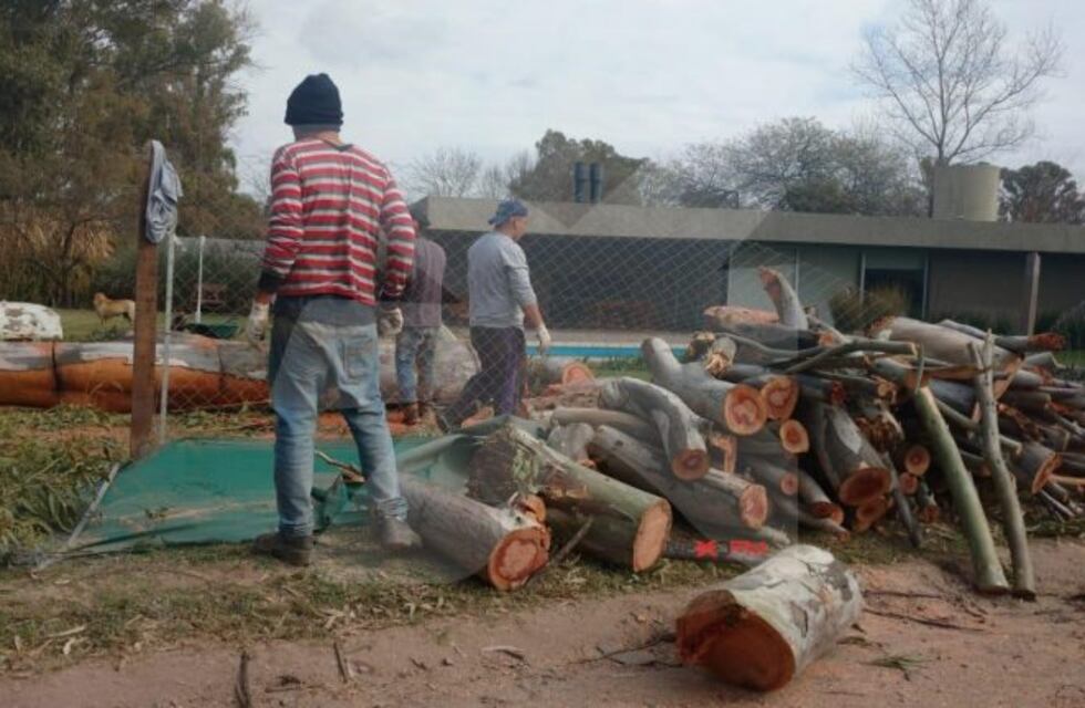 Vecinos de Villa Allende reclaman la tala de árboles en barrio Golf