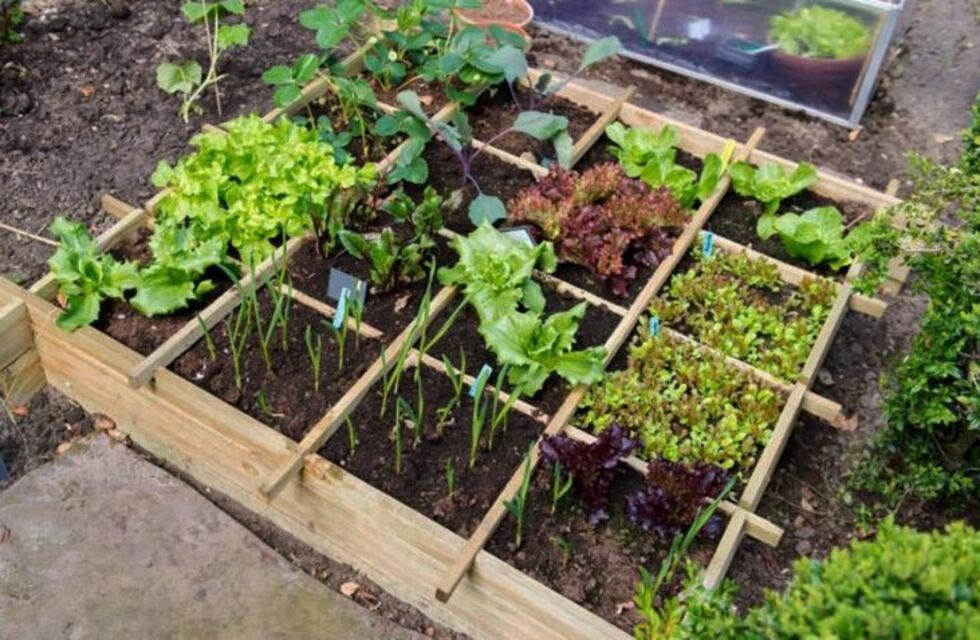 Realizan un taller gratuito sobre huerta orgánica en Carlos Paz