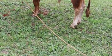 Robaron un toro, caminaron 25 kilómetros con él y lo abandonaron