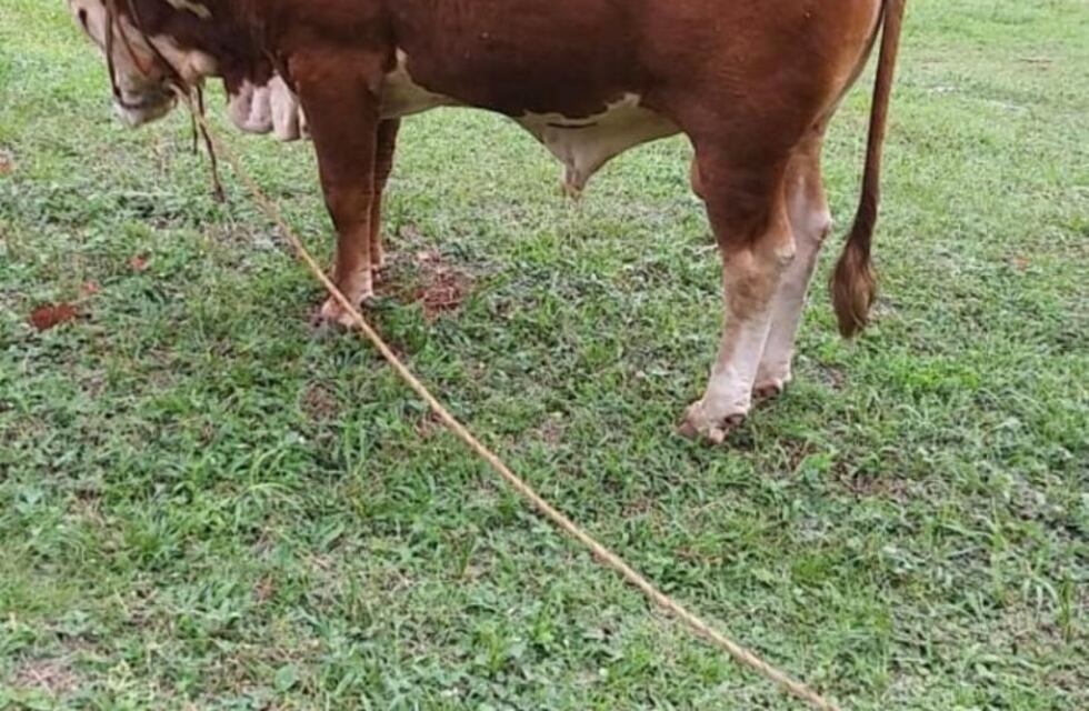 Robaron un toro, caminaron 25 kilómetros con él y lo abandonaron