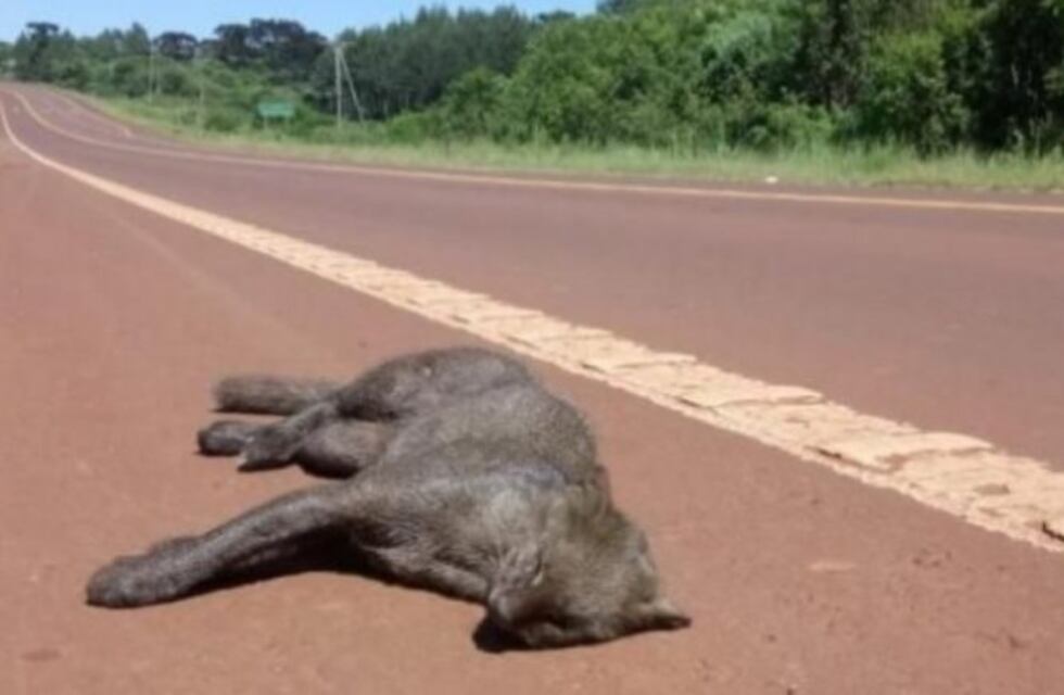 Atropellaron a un puma Yagouaroundi