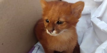 Foto: FARA Fundación Argentina de Rescate Animal\u002E