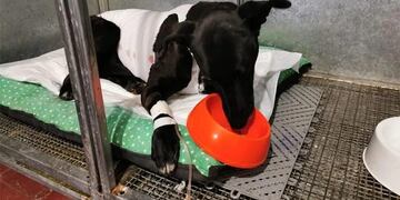 Difunden una segunda campaña para ayudar a Paola, la perrita de Cacheuta