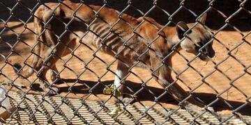 Así están los animares en zoo de Venezuela por falta de comida\u002E