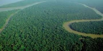 New York Declaration Forest a la que adhirió Misiones\u002E (WEB)